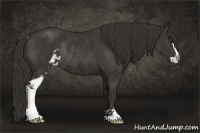 Horse Color:Liver Chestnut Sabino Rabicano