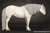Horse Color:Chocolate Palomino Pearl Dun Sabino Rabicano