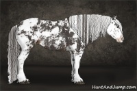 Horse Color:Liver Chestnut Sabino Rabicano