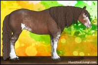 Horse Color:Liver Chestnut Sabino Rabicano