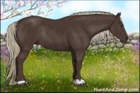 Horse Color:Liver Chestnut Rabicano