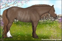 Horse Color:Liver Chestnut Rabicano