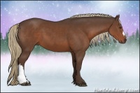 Horse Color:Liver Chestnut 