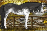 Horse Color:White Spotted Liver Chestnut 