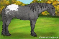 Horse Color:Black Appaloosa 