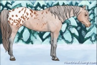 Horse Color:Bay Appaloosa 