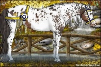 Horse Color:White Spotted Liver Chestnut Appaloosa Rabicano