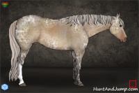 Horse Color:Silver Brown Ice Dun