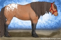 Horse Color:Bay Appaloosa 