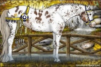 Horse Color:White Spotted Liver Chestnut Appaloosa 