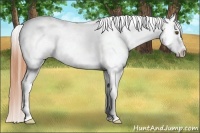 Horse Color:White Spotted Classic Champagne Dun Varnish 