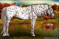 Horse Color:Chestnut Appaloosa 