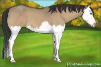 Horse Color:Buckskin Roan Dun Splash 