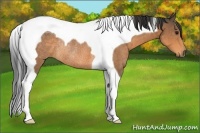 Horse Color:Buckskin Tobiano Rabicano 