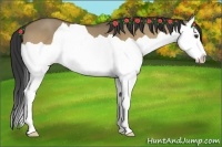 Horse Color:Buckskin Dun Splash
