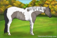Horse Color:Grullo Tobiano Rabicano 