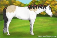 Horse Color:Buckskin Roan Dun Splash 
