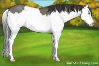 Horse Color:Smoky Grullo Roan Splash 
