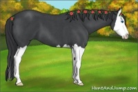 Horse Color:Blue Roan Splash 