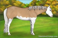 Horse Color:Silver Bay Dun Splash 