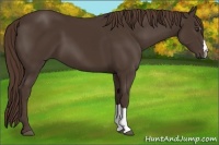 Horse Color:Liver Chestnut 