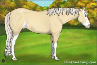 Horse Color:Silver Classic Champagne Dun Sabino Splash 
