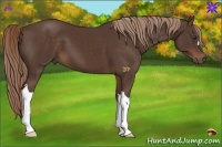 Horse Color:Liver Chestnut 