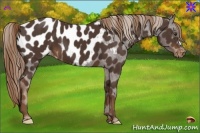 Horse Color:Liver Chestnut Appaloosa 