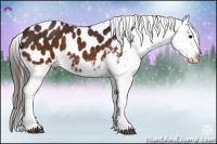 Horse Color:Brown Appaloosa 