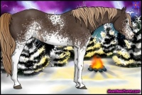 Horse Color:White Spotted Liver Chestnut