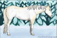 Horse Color:Gold Cream Champagne Roan Dun Frame Appaloosa