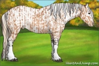 Horse Color:Bay Appaloosa  and Gold Champagne Roan Dun Splash Tobiano Frame Appaloosa Rabicano 