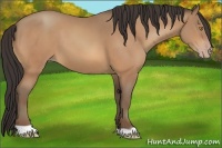 Horse Color:Amber Champagne 