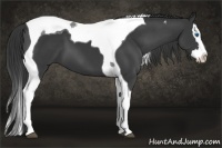 Horse Color:Black Splash Tobiano 