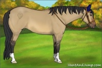 Horse Color:Bay Dun