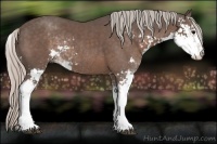 Horse Color:Silver Black Sabino Rabicano 