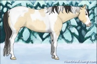 Horse Color:Buckskin Roan Dun Splash Tobiano 