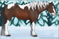 Horse Color:Bay Sabino Splash Tobiano 