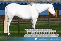 Horse Color:White Spotted Smoky Black Tobiano Appaloosa 