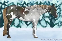 Horse Color:White Spotted Liver Chestnut 