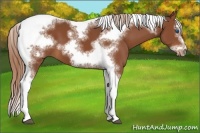 Horse Color:Chestnut Splash Tobiano Frame