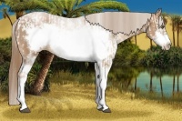 Horse Color:Liver Chestnut Pearl Sabino Frame and Liver Chestnut Pearl Sabino Frame