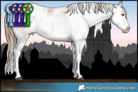 Horse Color:White Spotted Brown Pearl Sabino Rabicano and White Spotted Brown Pearl Sabino Rabicano