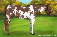 Horse Color:White Spotted Chestnut 