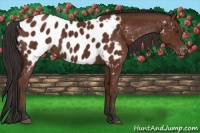 Horse Color:Bay Appaloosa 