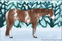 Horse Color:White Spotted Chestnut Sabino 