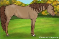 Horse Color:Red Dun 