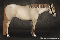 Horse Color:Liver Red Dun Pearl  and Liver Red Dun Pearl 