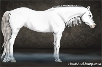Horse Color:White Spotted Chocolate Palomino Appaloosa 