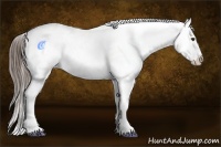 Horse Color:Liver Chestnut Sabino Splash Appaloosa 